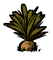 Carrot planted