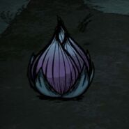 Fresh lureplany