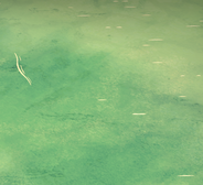 Mer