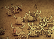 Beefalo Hat Pig