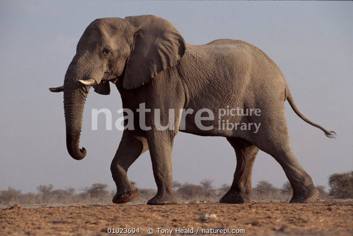 Go Diego Go Safari Elephant