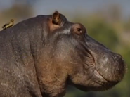 Diego Reunites Hippo and Oxpecker | Dora the Explorer Wiki | Fandom