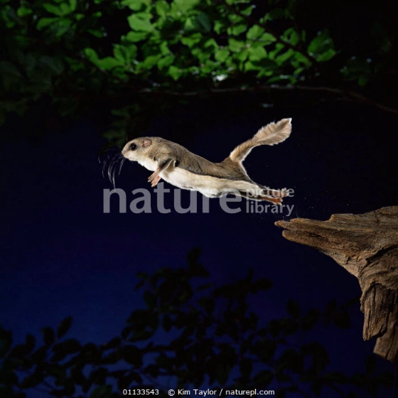 Super Flying Squirrel the Rescue Dora the Explorer Wiki FANDOM