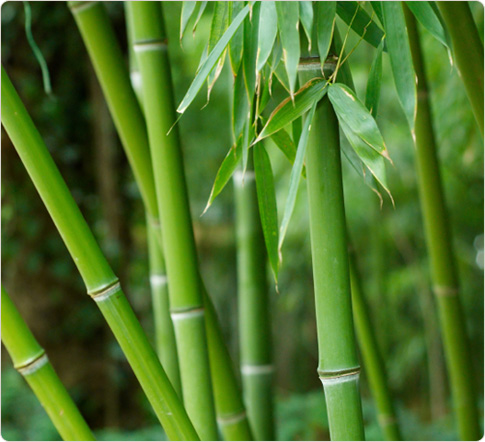 Bamboo | Description of the World Wiki | FANDOM powered by Wikia