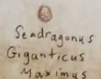 Seadragonus Ei Buch