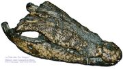 Drachenkopf Mons Krokodil