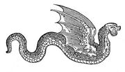 Amphiptere
