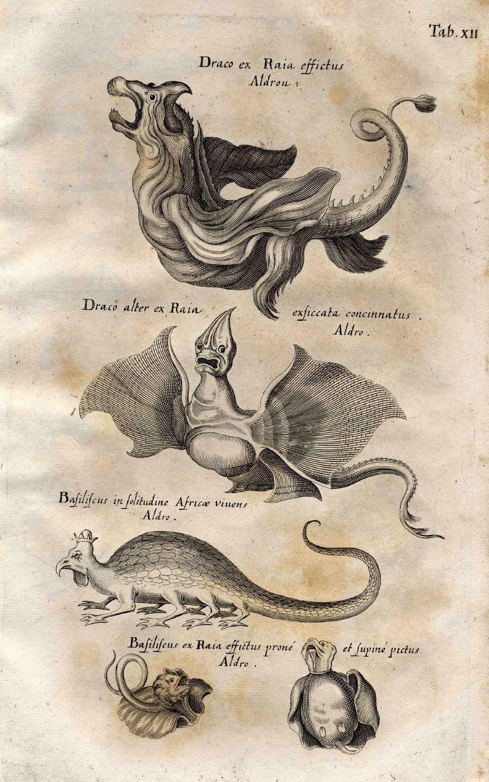 Drakologie  Drachen Wiki  FANDOM powered by Wikia