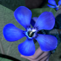 Blauer Oleander