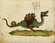 Draco aethiopicus