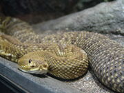 Basilisken Klapperschlange Crotalus basiliscus