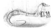 Hydrarchos
