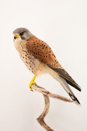 Horus