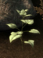 Object-Elfroot Plant
