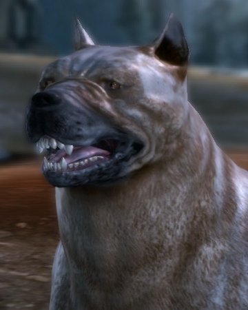 Dog Dragon Age Wiki Fandom