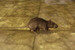 Form-Mouse
