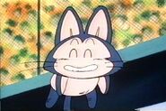 Puar (1)