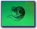 125px-Baby cell
