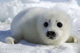 Cute puppy picture T3505