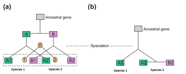 File:Paralog or ortholog.png
