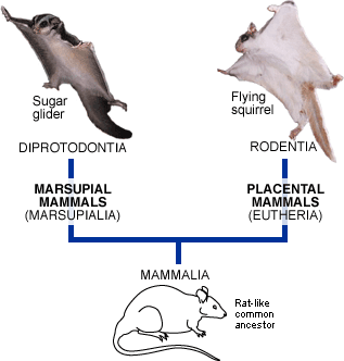 squirrel sugar flying glider gliders evolution vs squirrels baby ancestor evolutionary birds mammals between diet difference species mammal animals tree
