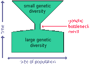 Genetic bottleneck