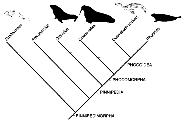 what is phylogenetic species concept