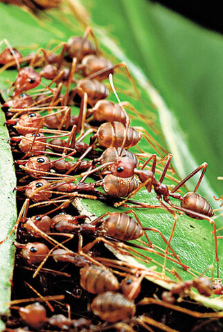 File:Smithsonian weaver-ants-2.jpg