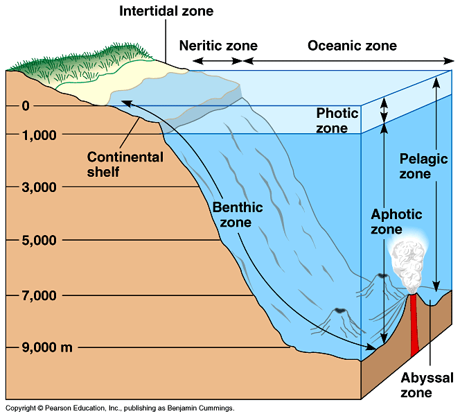 pelagic zone