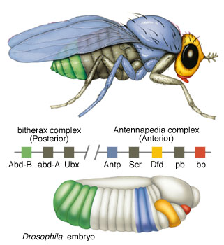 Hox gene expression in drosophilla 2