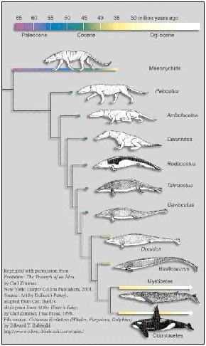 Image - Whale-evolution.jpg | DragonflyIssuesInEvolution13 Wiki ...