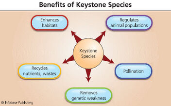 Keystone Species | DragonflyIssuesInEvolution13 Wiki | Fandom