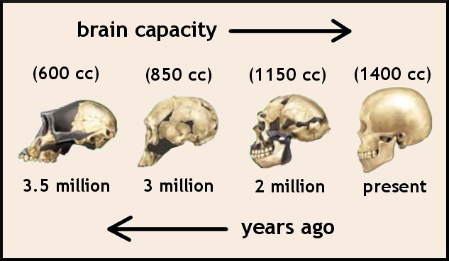 Human Brain Evolution | DragonflyIssuesInEvolution13 Wiki | FANDOM ...