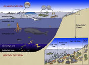pelagic zone