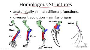 download homologous structures