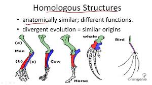 Image - Homologous structures.jpg | DragonflyIssuesInEvolution13 Wiki ...