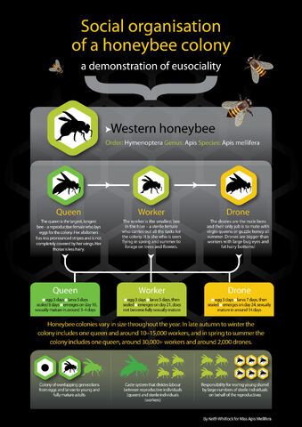 File:Mod-6-5-infographic-eusociality1.jpg