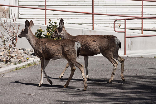 Deer