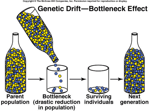 Is It A Bottleneck Or Natural Selection Is It A Bottleneck Or Natural Selection