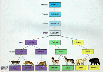 Animal-class-example