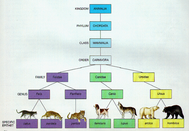 File:Animal-class-example.gif