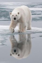 PolarBear Science Daily