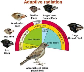 Adaptive Radiation | DragonflyIssuesInEvolution13 Wiki | Fandom