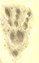 Asian Lung Footprint
