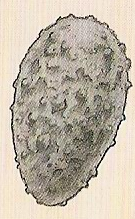 Wyvern Dragon Egg