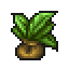 Medicinal herb