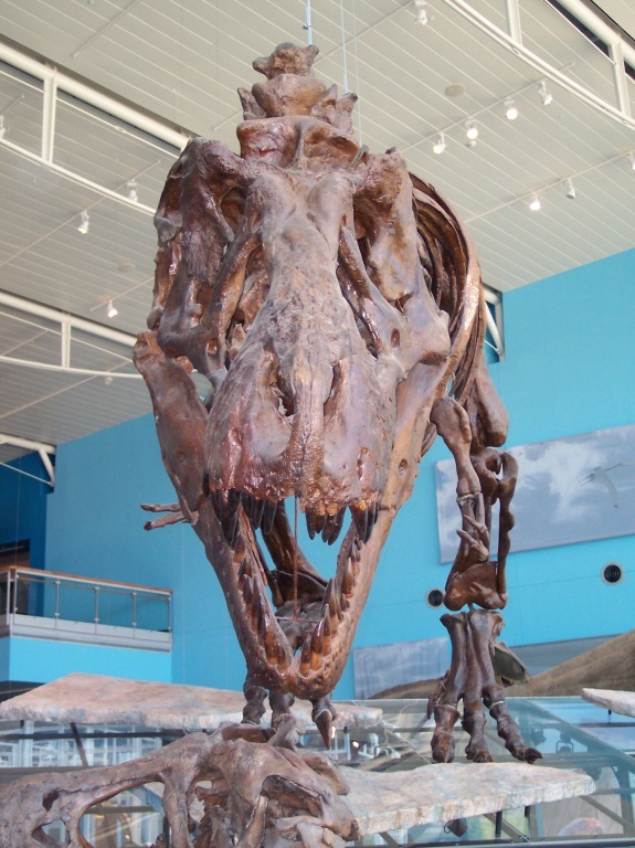 smaller t rex