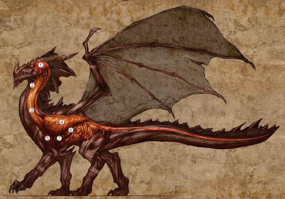 dragon physiology dungeons dragons dragons fandom powered by dungeons and dragons size chart