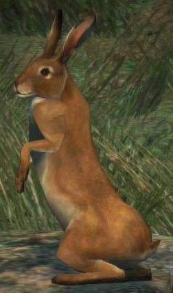 Rabbit | Dragon's Dogma Wiki | FANDOM powered by Wikia