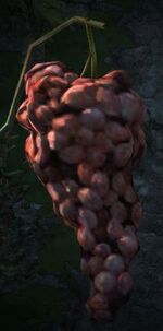 Dragon's Dogma - Grandgrapes